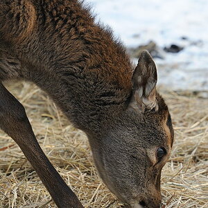 Tierpark im Winter 01