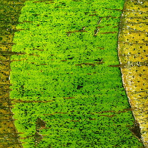 Rinden-Landschaft #2