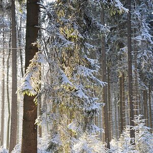 Schneewald