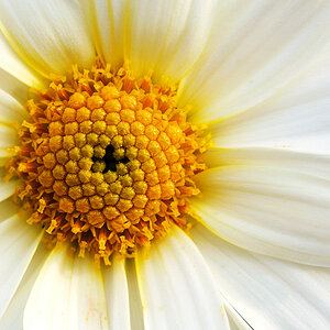 D70 0003 Margerite