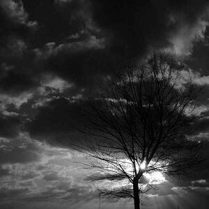 Baum bw