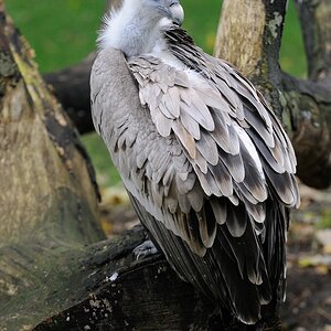 aacompMönchengladbach 088
