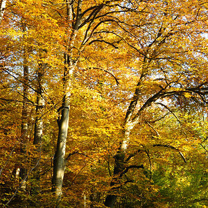 herbst hoch