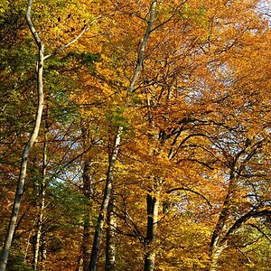 herbst quer