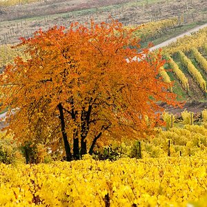 200910310056 Herbst im Rheingau, bei Rüdesheim
