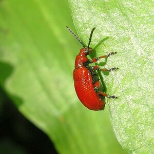ROT (2)