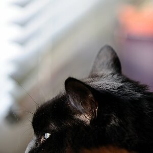 Enzo am Fenster