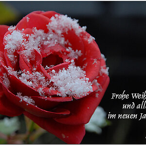 frohe weihnacht 2010 Kopie