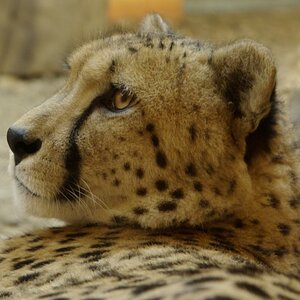 Gepard im ZOO Rostock