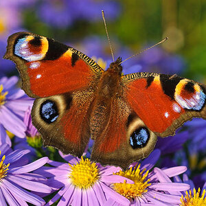 Schmetterling