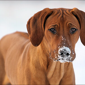 Noktai D30 2704 1

· http://www.nikon-fotografie.de/vbulletin/showpost.php?p=1186108&postcount=30
