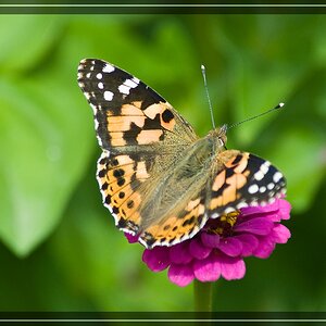 Im Garten