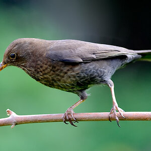 Amsel. Endlich mal getroffen