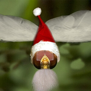 libelle