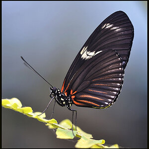 Schmetterling