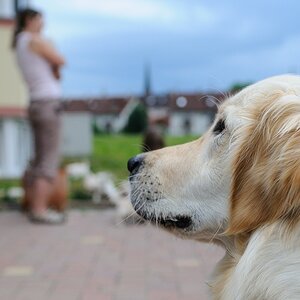 Cats and Dogs 36