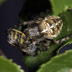spinnentiere