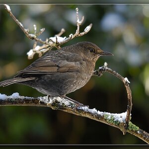 Frau Amsel
