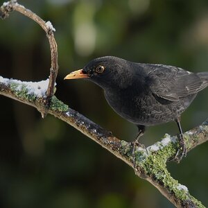 Herr Amsel