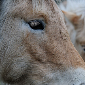 Closeup, Nikon DC 105mm AF-D, F/5, 1/320, ISO 400, -1/3 EV