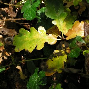 comp Licht im Wald 3