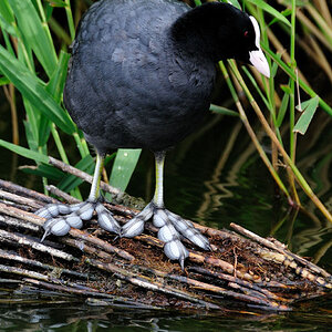 2009 07 26 14 27 18 NIKON D80 DSC 8115
