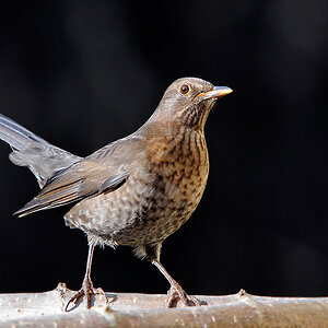 Amsel (weibl.)