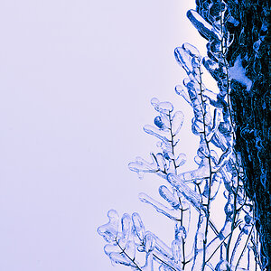 DSC5517 nff