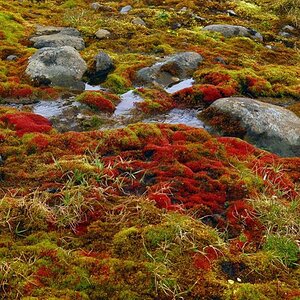 Moos auf Hooker Island - Franz Josef Land