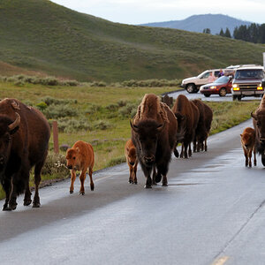 Die Straße gehört uns – Bisons im Yellowstone NP