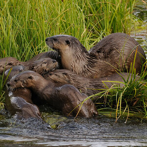 Die Otter vom Trout Lake – Yellowstone NP