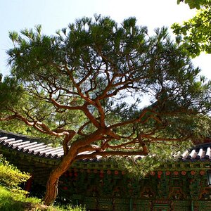 Baum im Tempel