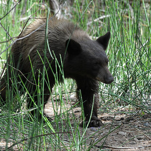 Bärige Begegnung  im Yosemite NP