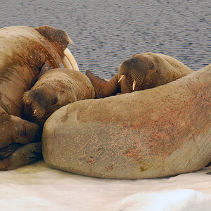 Walrosse im Franz Josef Land