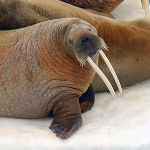 Walrosse im Franz Josef Land