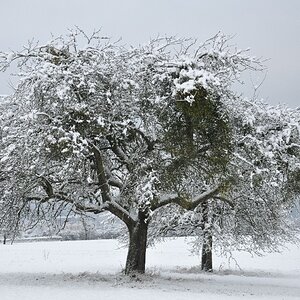 Winterliche Bäume