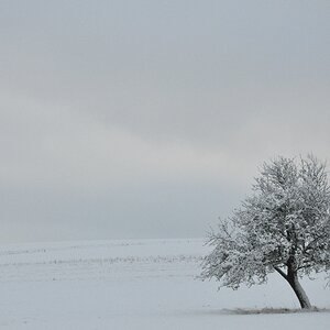 Noch ein Baum