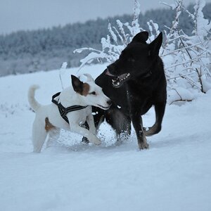 Caya und Frizzy beim Toben im Schnee