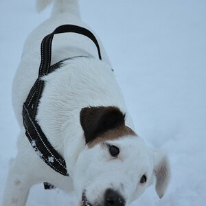 Frizzy im Schnee