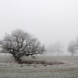 20091229 01 Eiche im Nebel