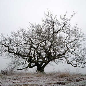 20091229 04 Eiche im Nebel