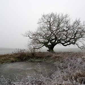 20091229 06 Eiche im Nebel