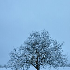 Baum