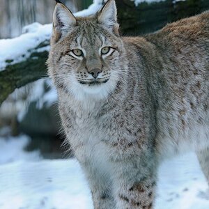 Tierpark im Winter 02