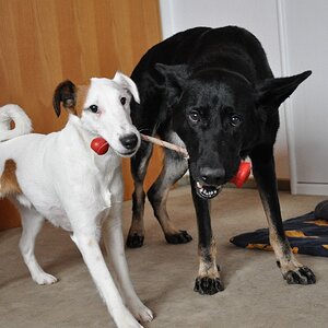 Caya und Frizzy beim Ballspielen