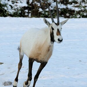 Tierpark im Winter 03