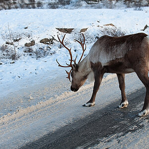 Lofoten112