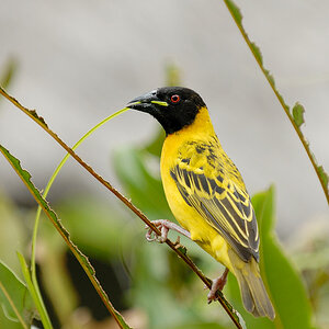 Webervogel mit Nistmaterial