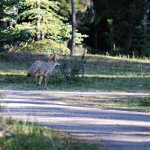 Coyote