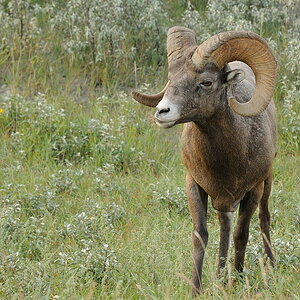 Bock